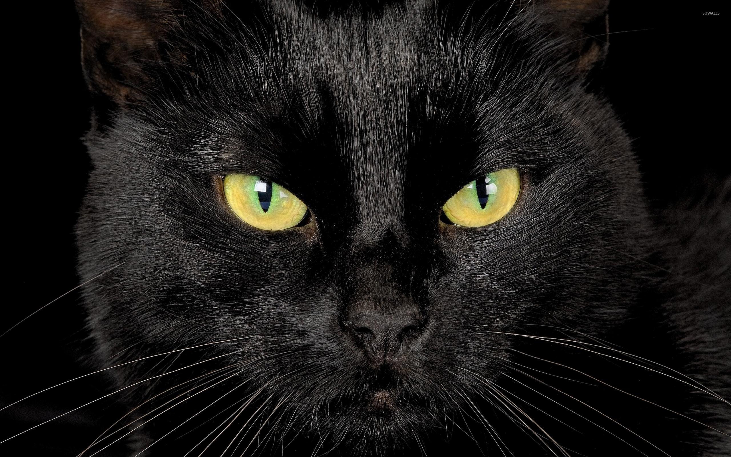Black cat with yellow eyes wallpaper wallpaper