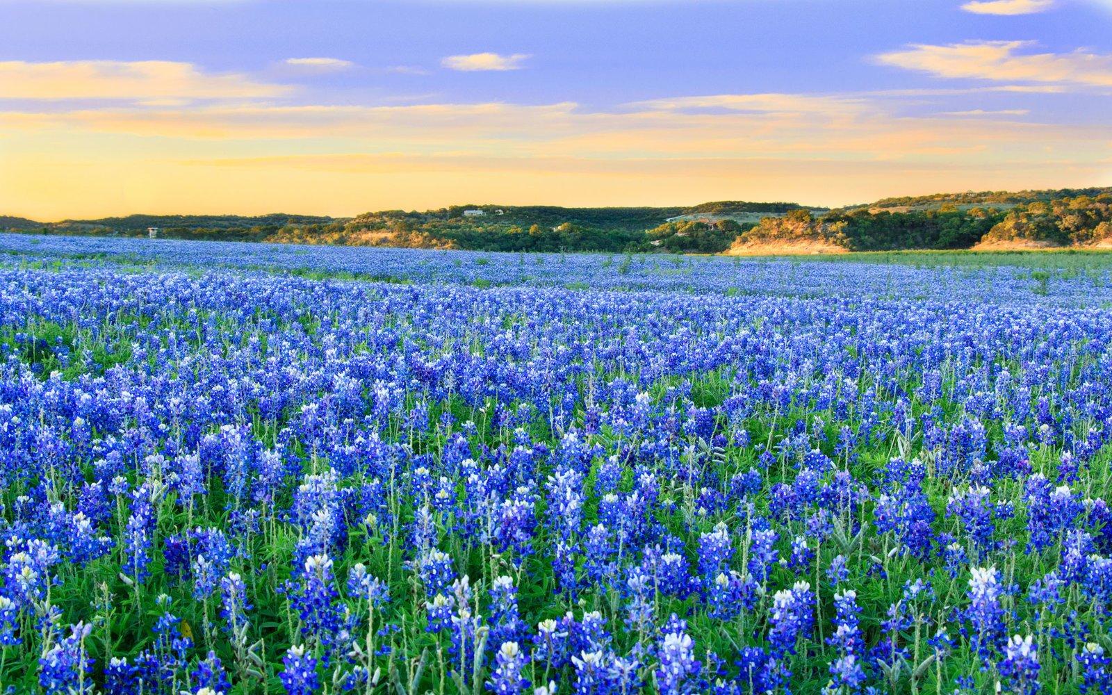 Meadow Wallpapers Wallpaper Cave