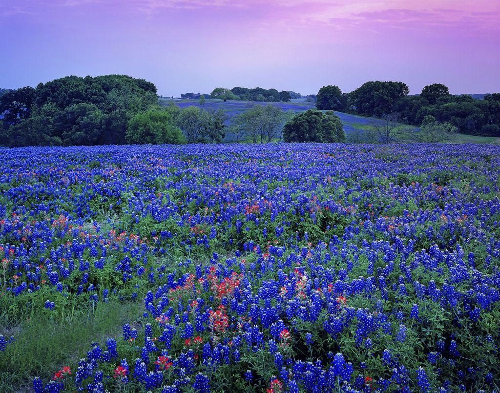 Wildflower Development Custom Homes, Temple, TX. Landscapes