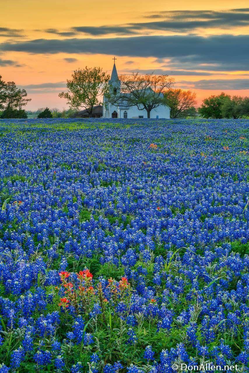 Church, Bluebonnets, and Other Wildflowers at Sunset, East
