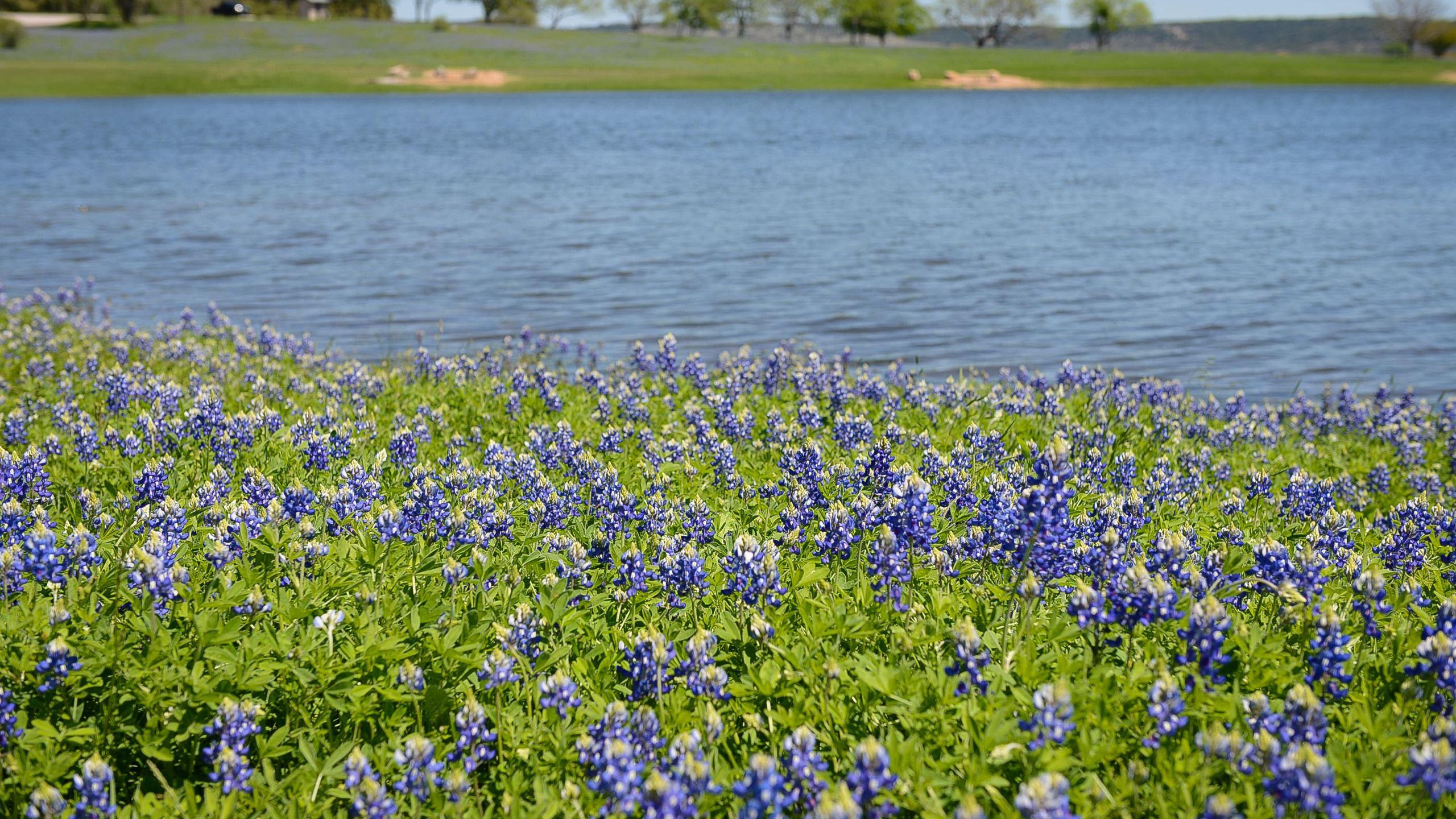 gorgeous places to see bluebonnets this spring
