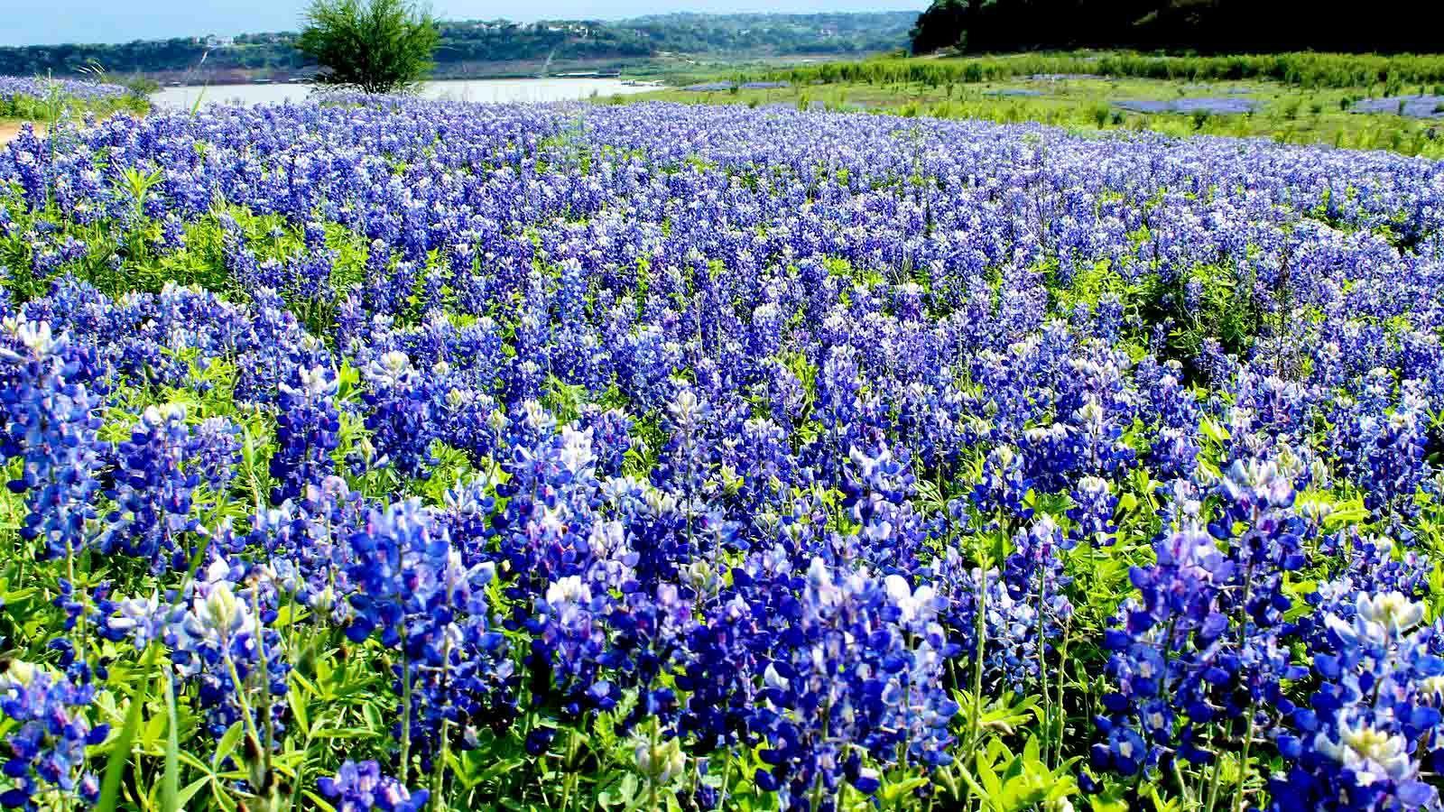 Check out the best places to see bluebonnets in Austin this