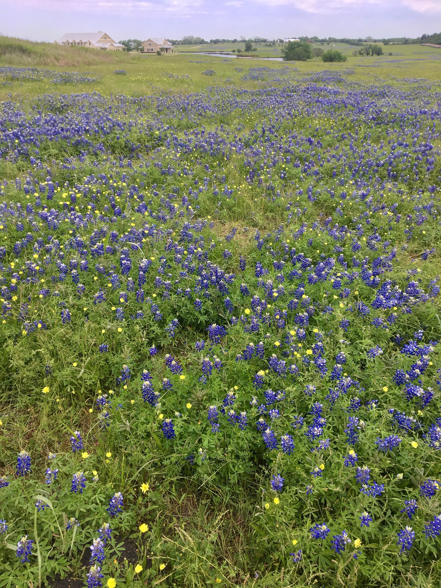 Where to Take Picture of Bluebonnets in Texas