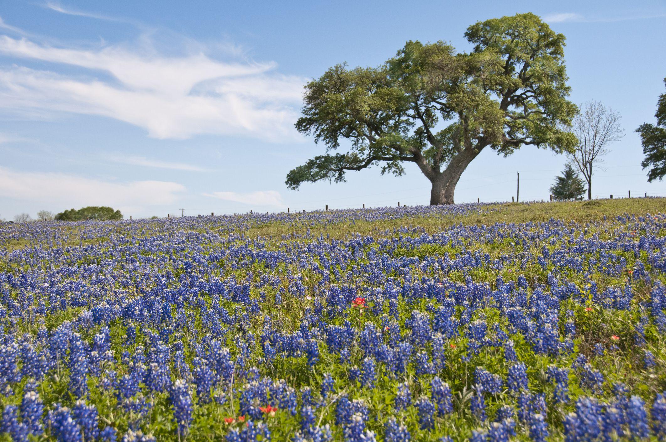 Top Things to Do in the Texas Hill Country