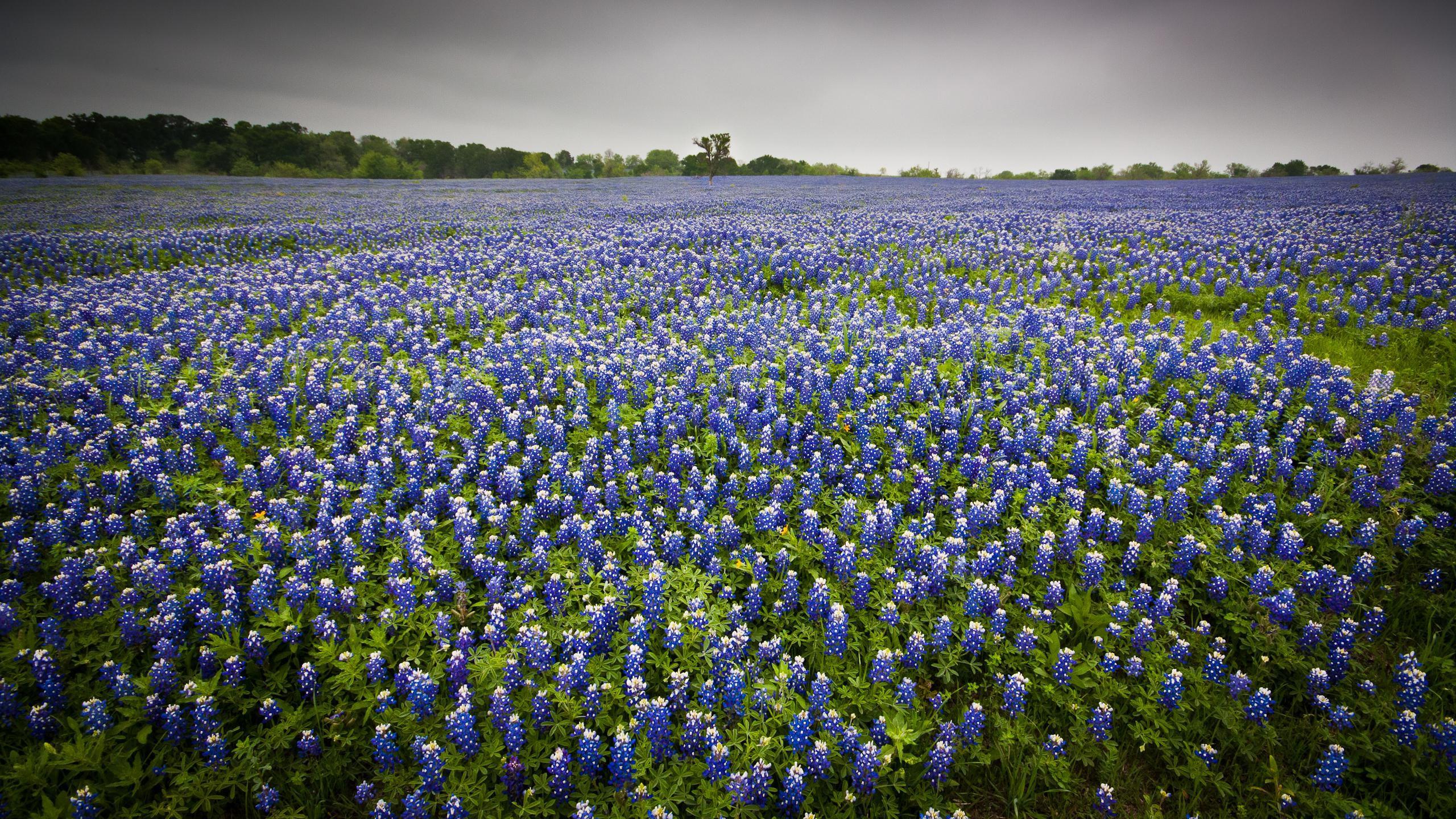 Where to See the Bluebonnets Bloom in Texas