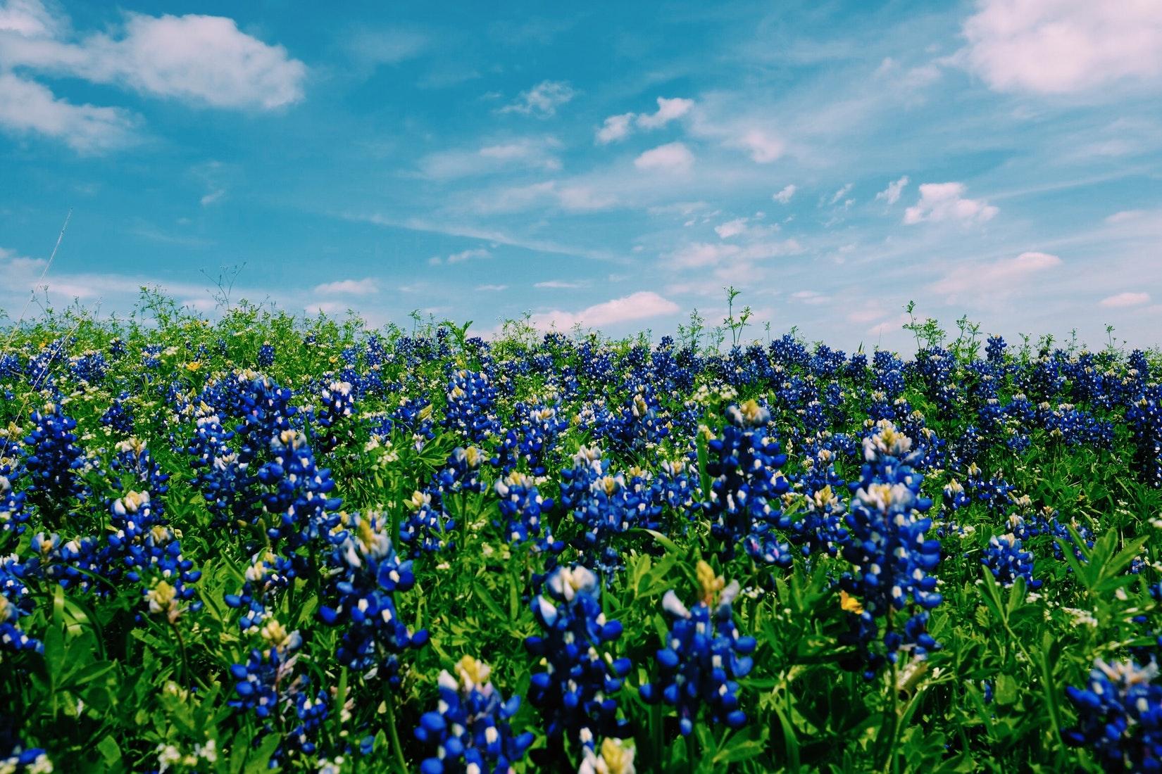 Best Texas Bluebonnets Near Fredericksburg 2019