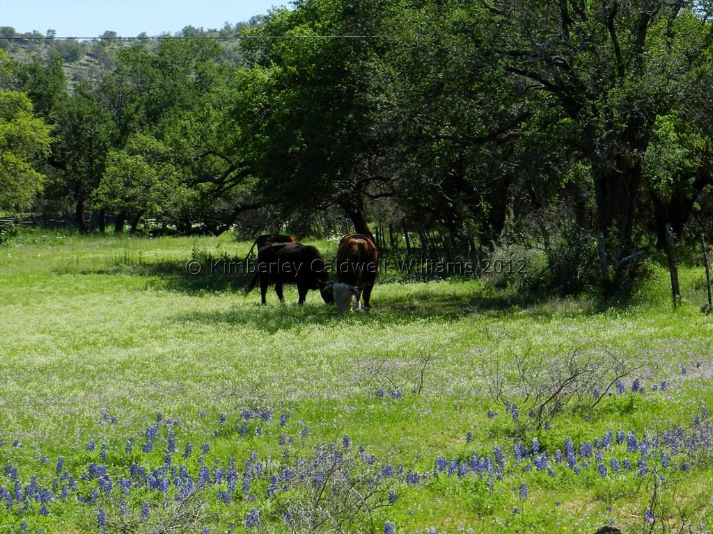 Hill Country Bluebonnets 2012. Kimberley Williams