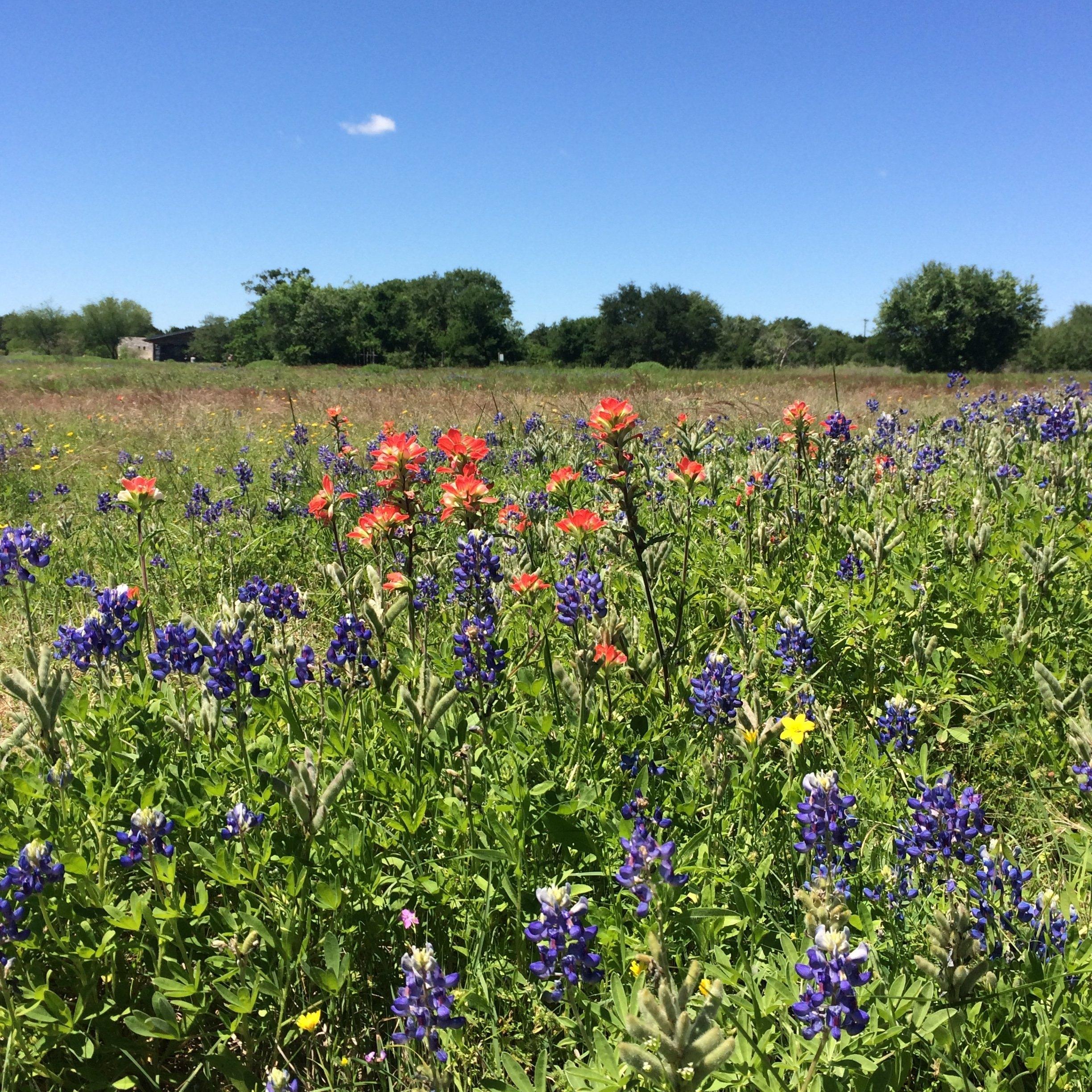 One of the best wildflower seasons in recent history is