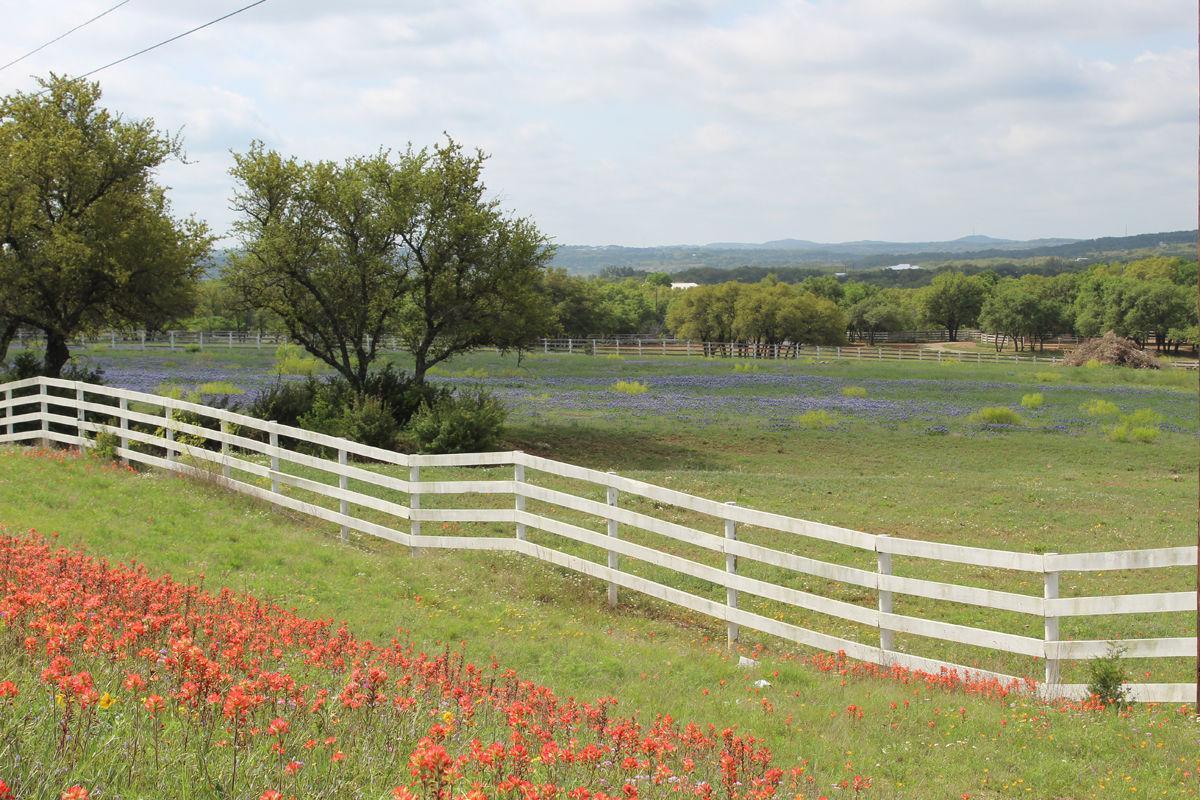 Texas bluebonnets in bloom. Traveling Soldier