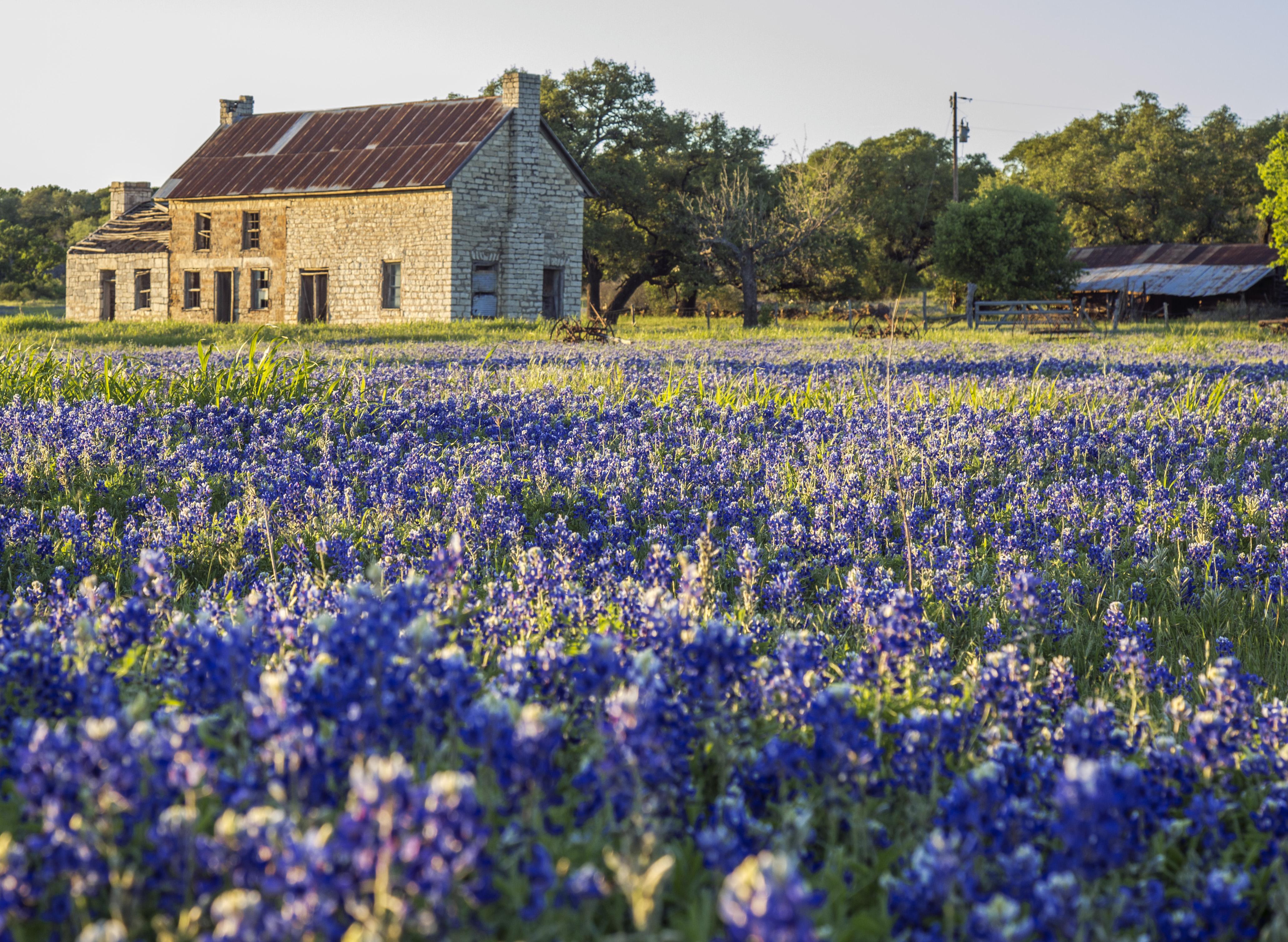 Burnet Bluebonnets Meadow Wallpapers - Wallpaper Cave