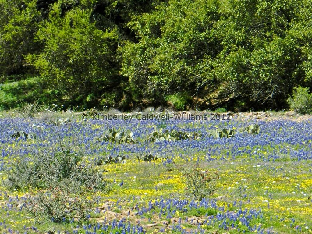 Hill Country Bluebonnets 2012. Kimberley Williams