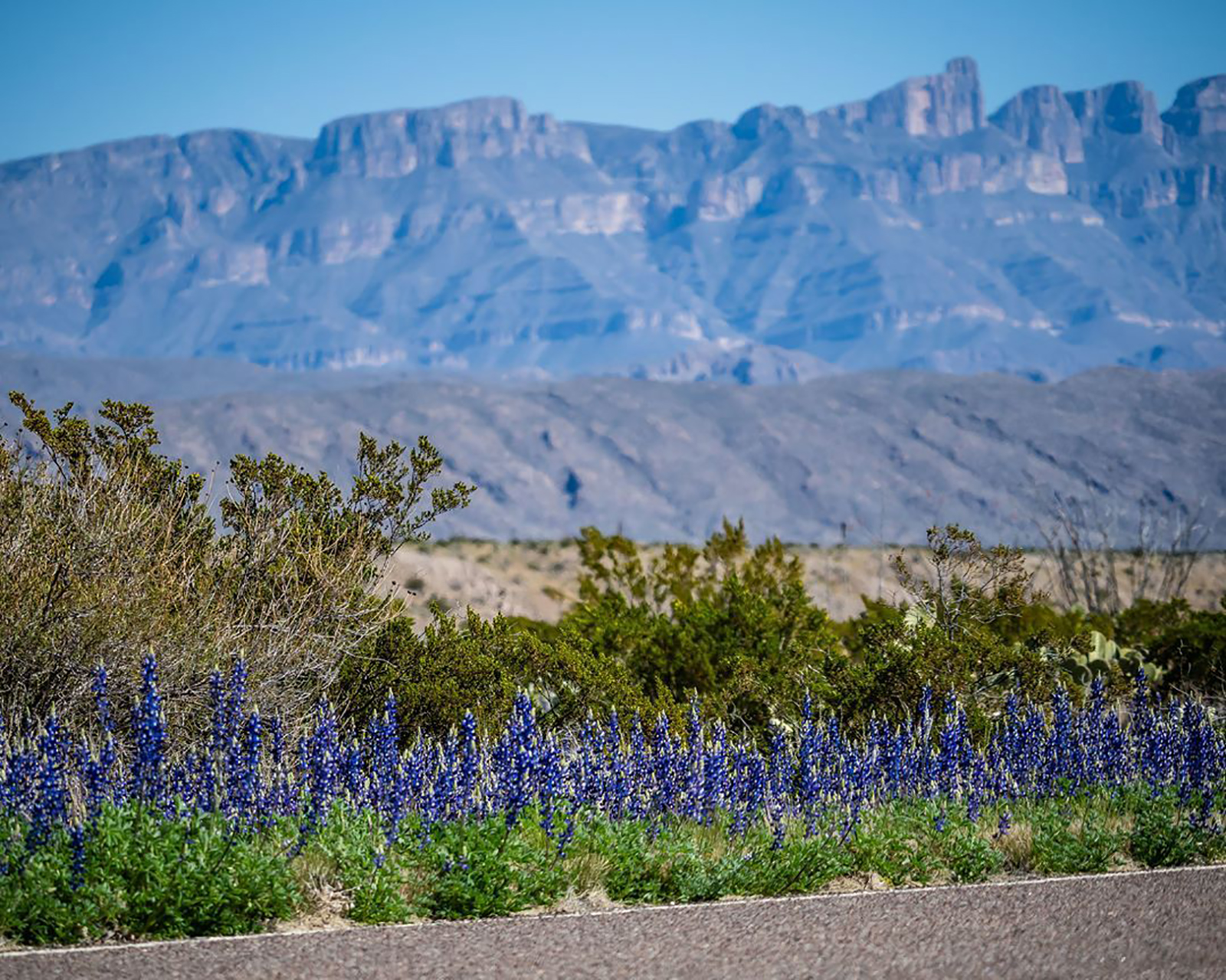 Bluebonnets already in bloom at Big Bend National Park
