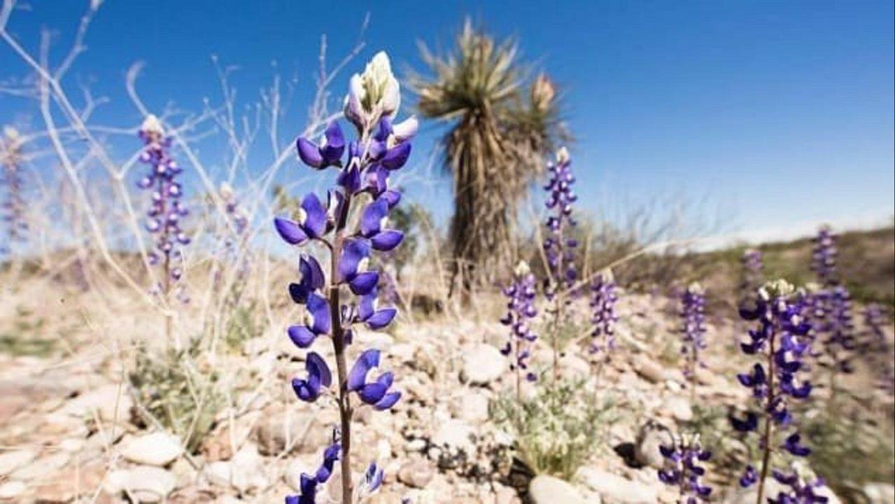 Bluebonnets in full bloom at Big Bend National Park