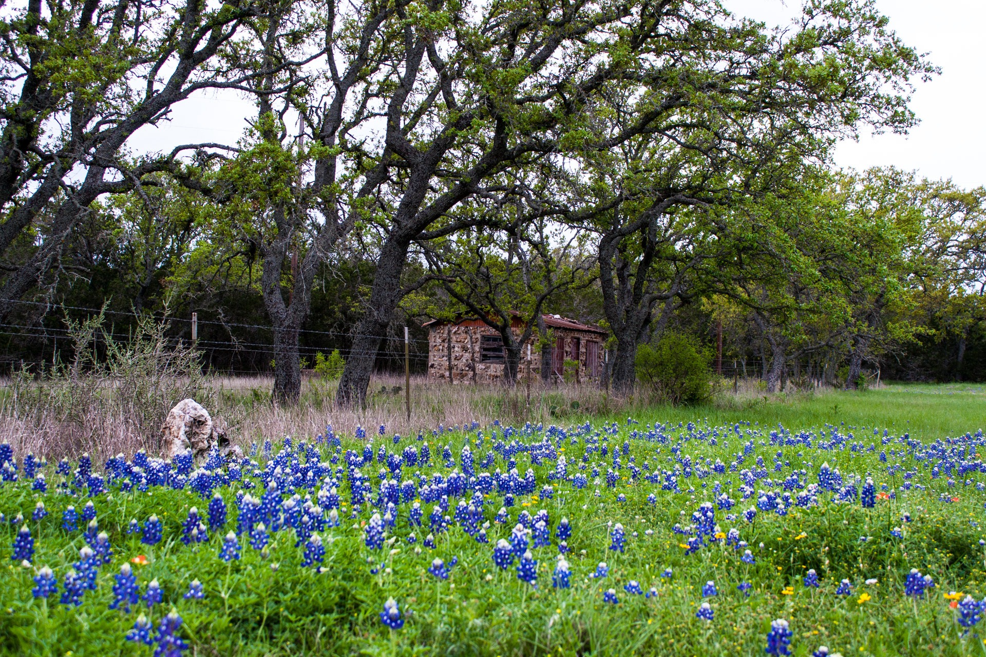 Burnet, Texas Red Stone Cottage With Bluebonnets