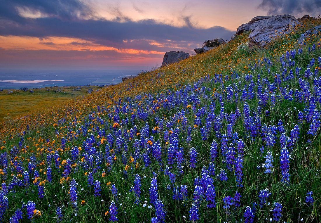Texas Bluebells Wildflowers. Scenic Beauty. World most