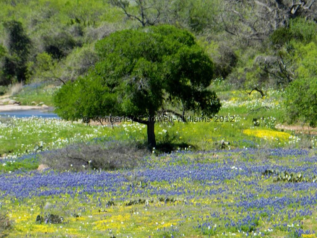 Hill Country Bluebonnets 2012. Kimberley Williams