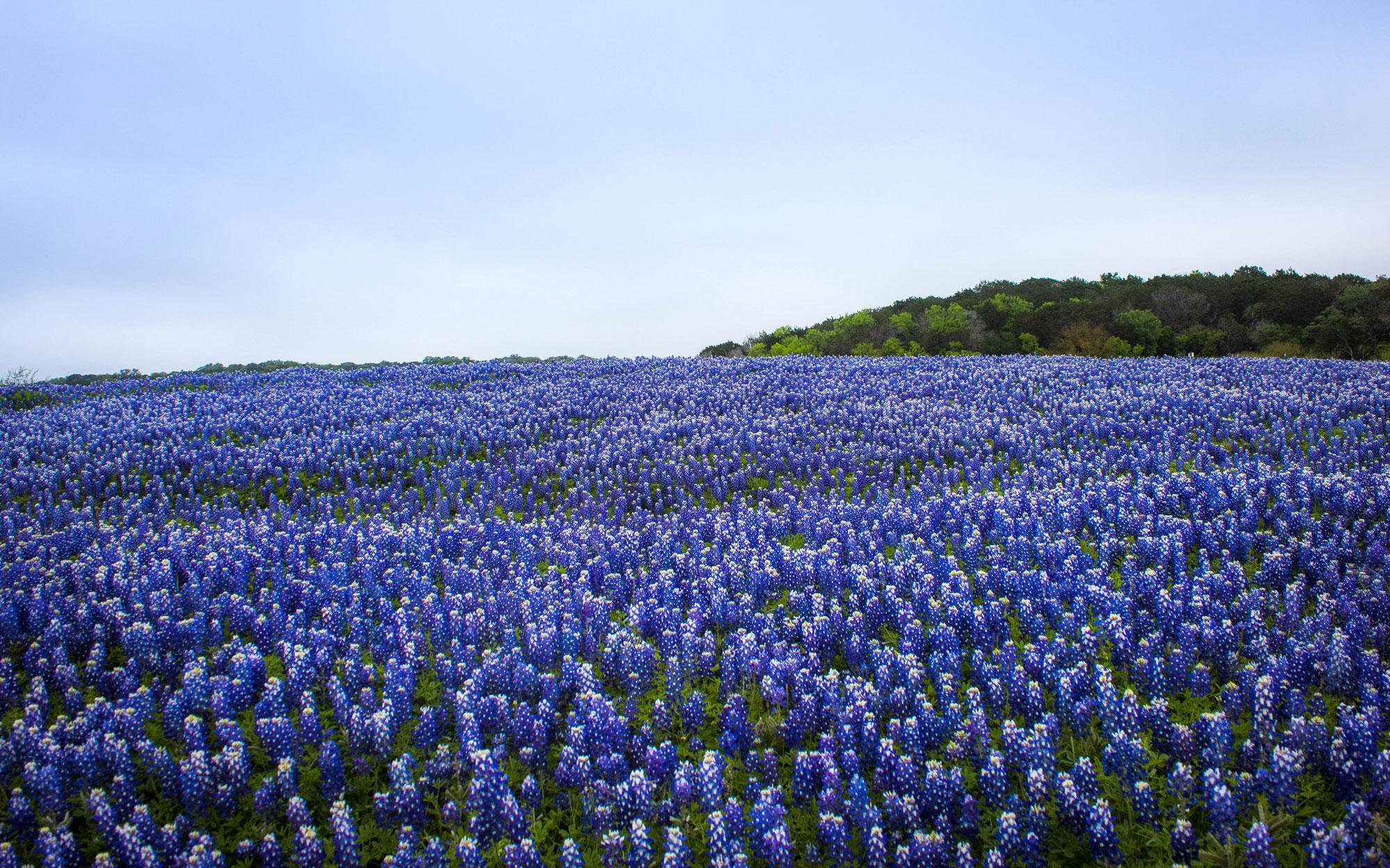 Photos of Texas Bluebonnets. Travel + Leisure