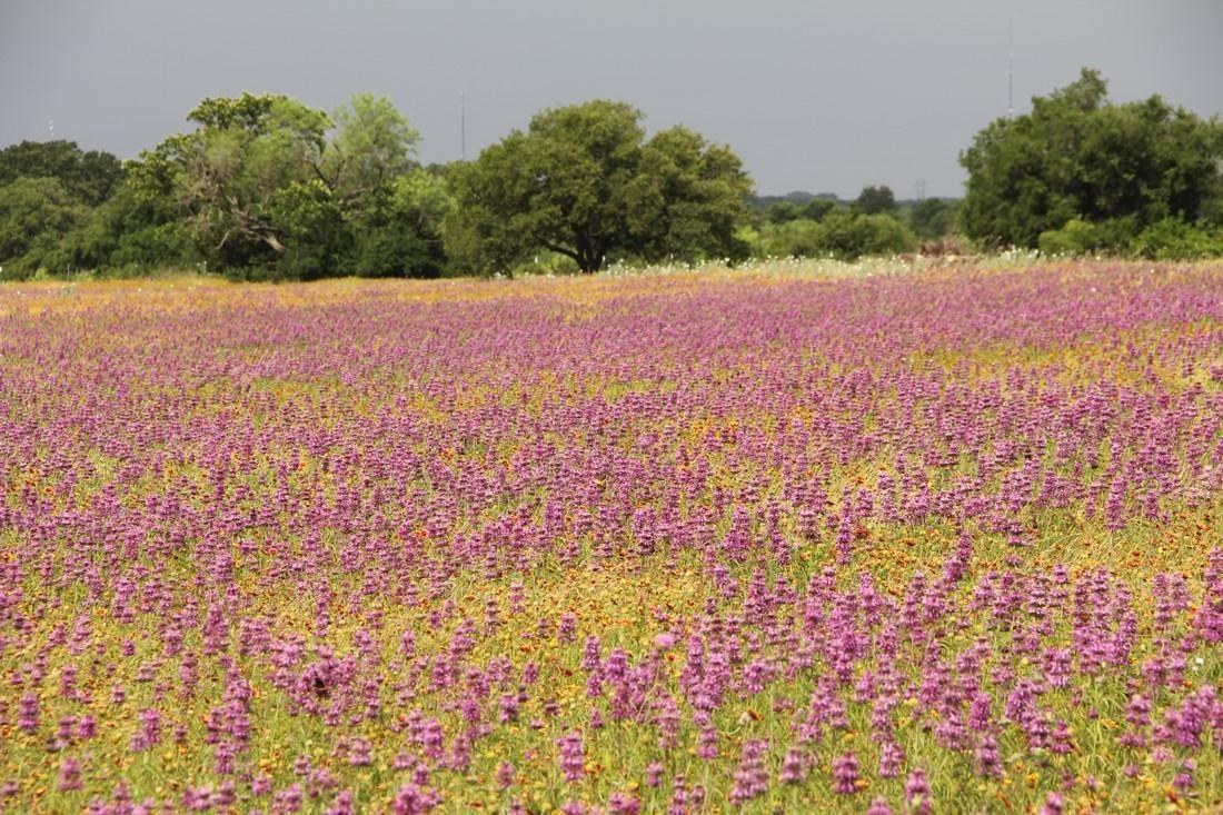 Acre Ranch. Fork San Gabriel River Alliance