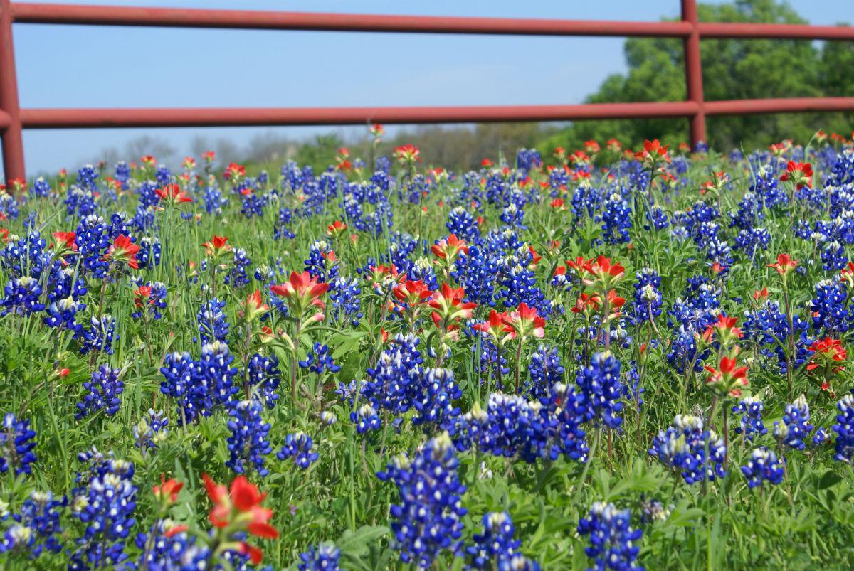 Amazing Things You Should Know About Texas Bluebonnets