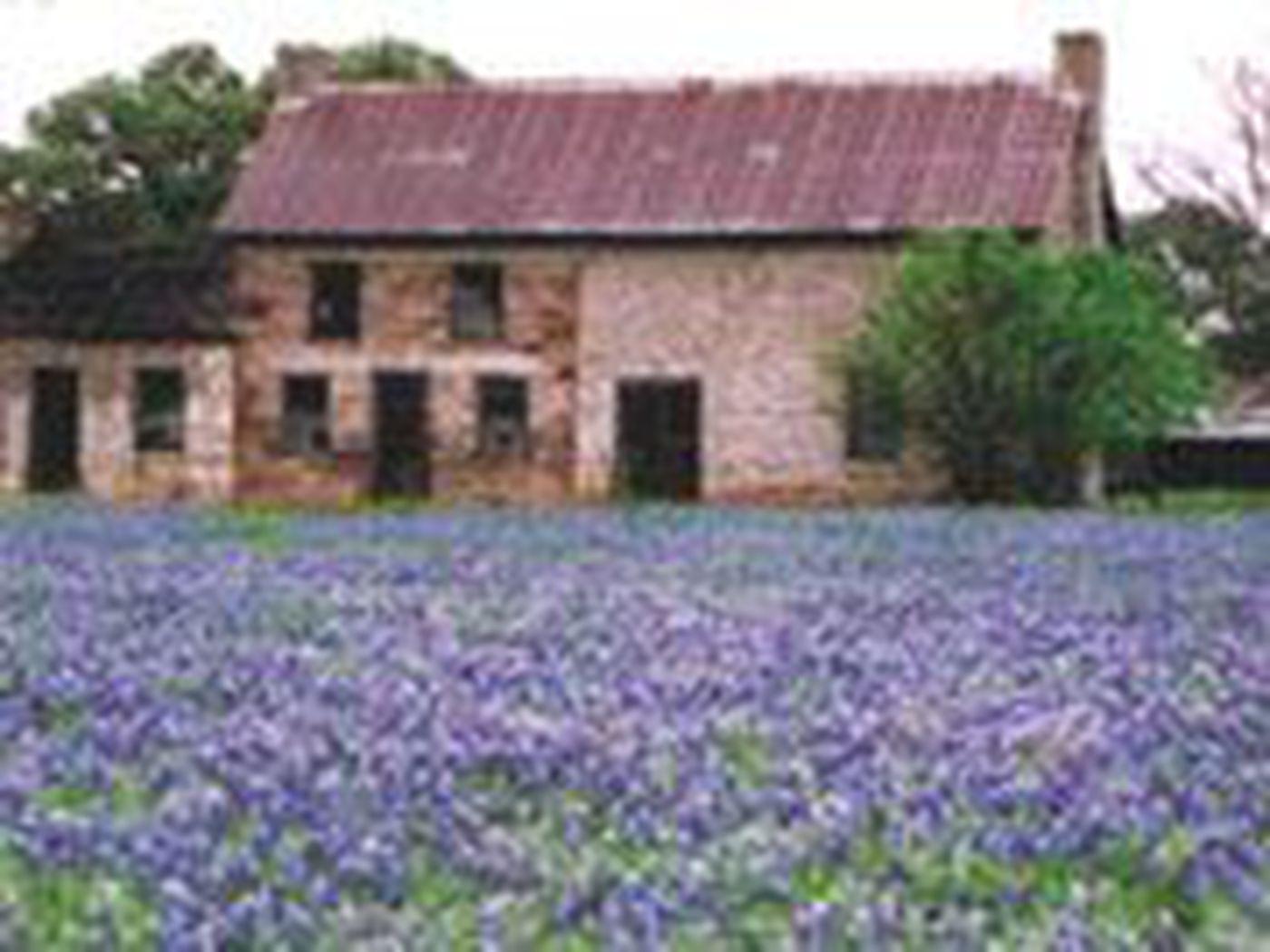 Bluebonnets: The Texas State Flower