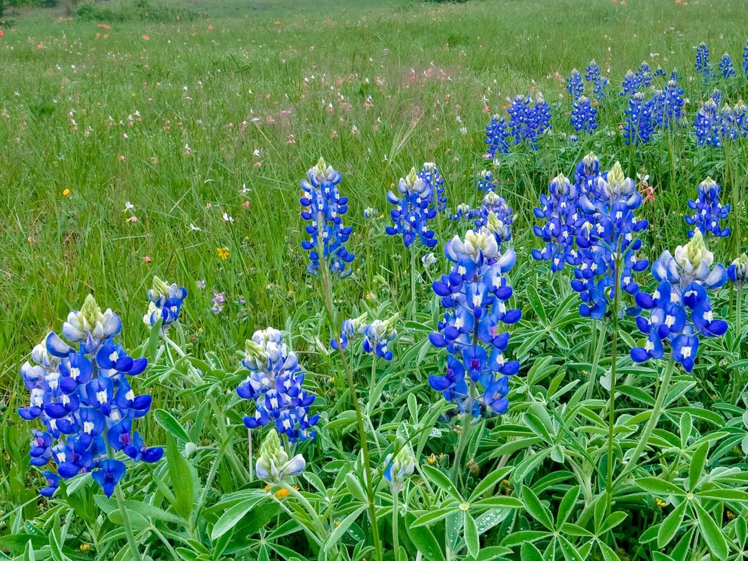 Burnet Bluebonnets Meadow Wallpapers - Wallpaper Cave