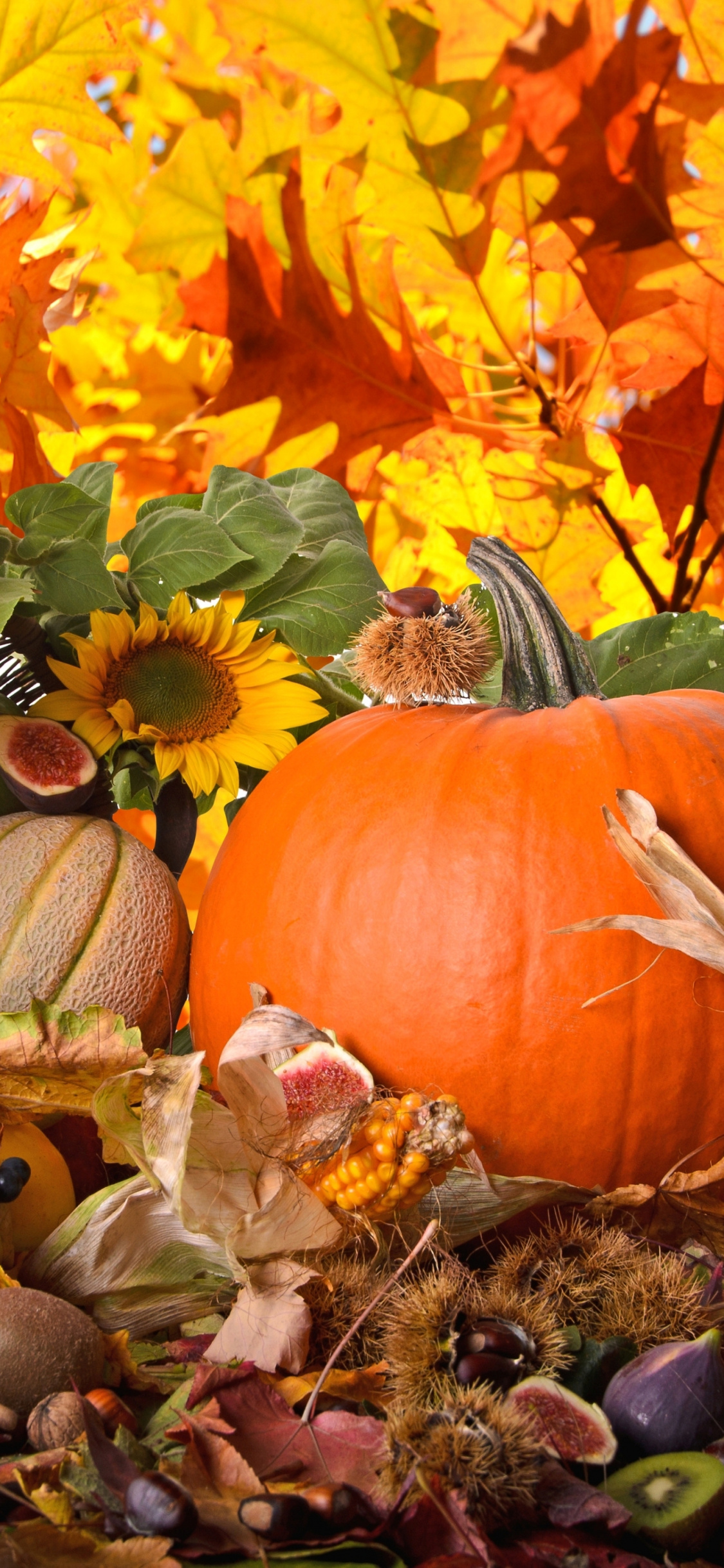 Pumpkin, Gourd, Harvest, Thanksgiving, Food Wallpaper