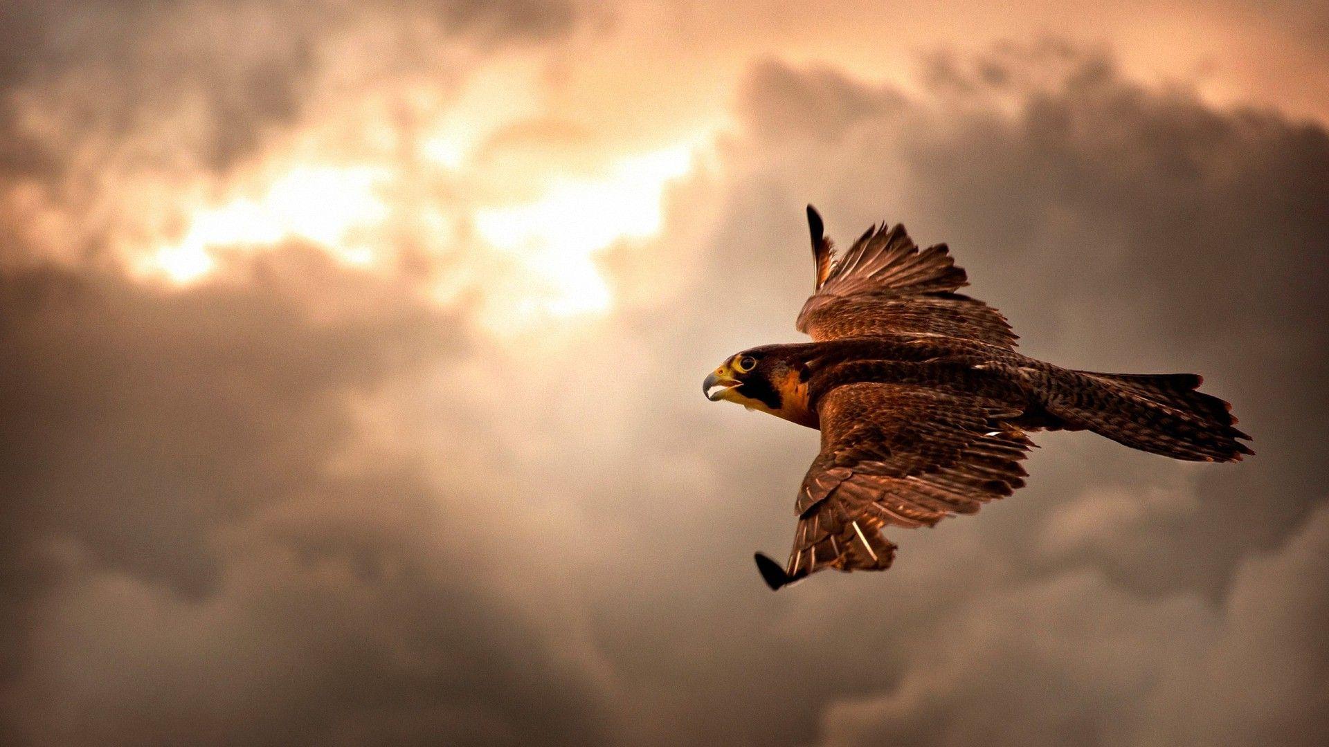 clouds hawk flying HD wallpaper background. Eagle