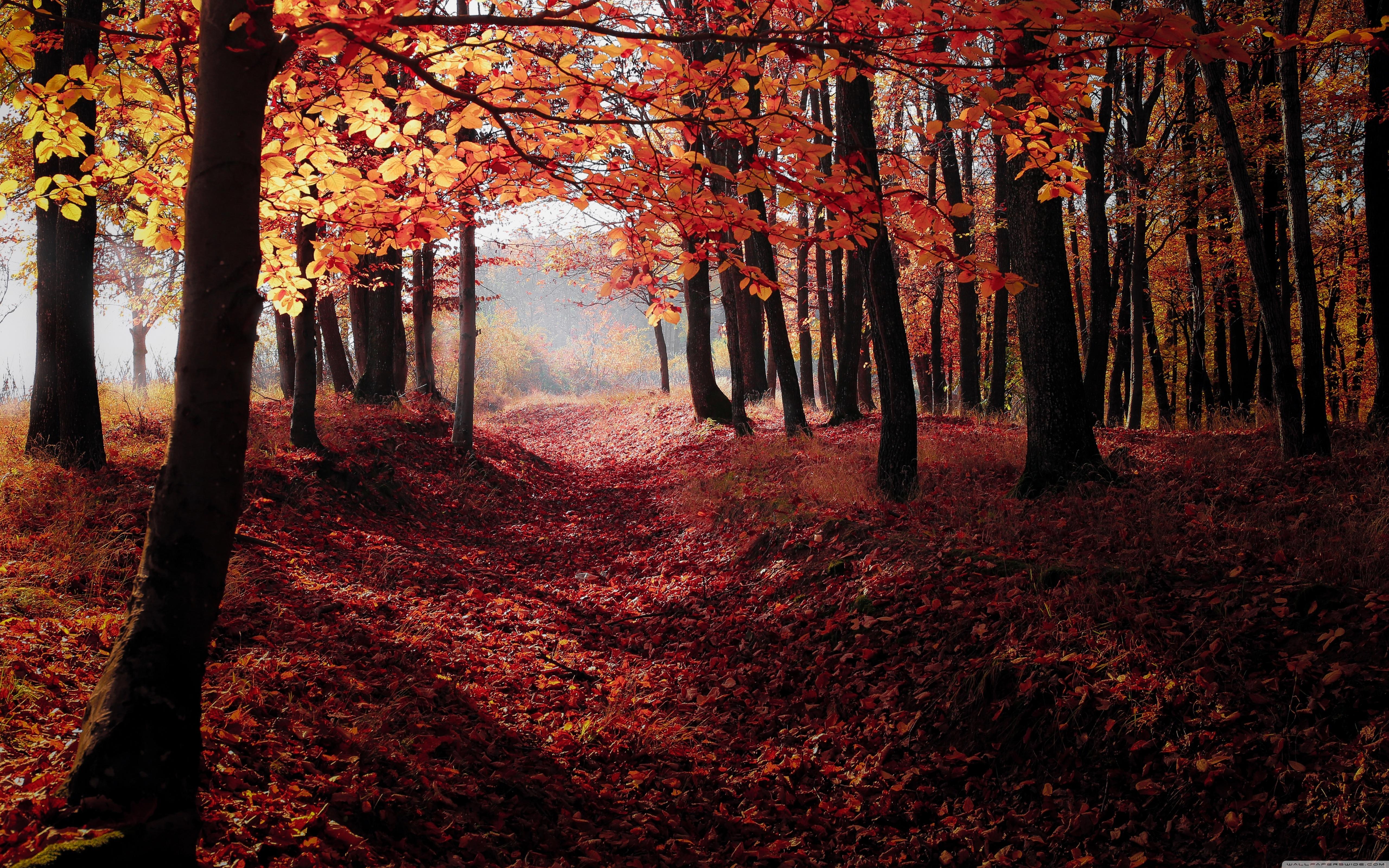 Autumn, Forest Trees, Red Leaves ❤ 4K HD Desktop Wallpaper