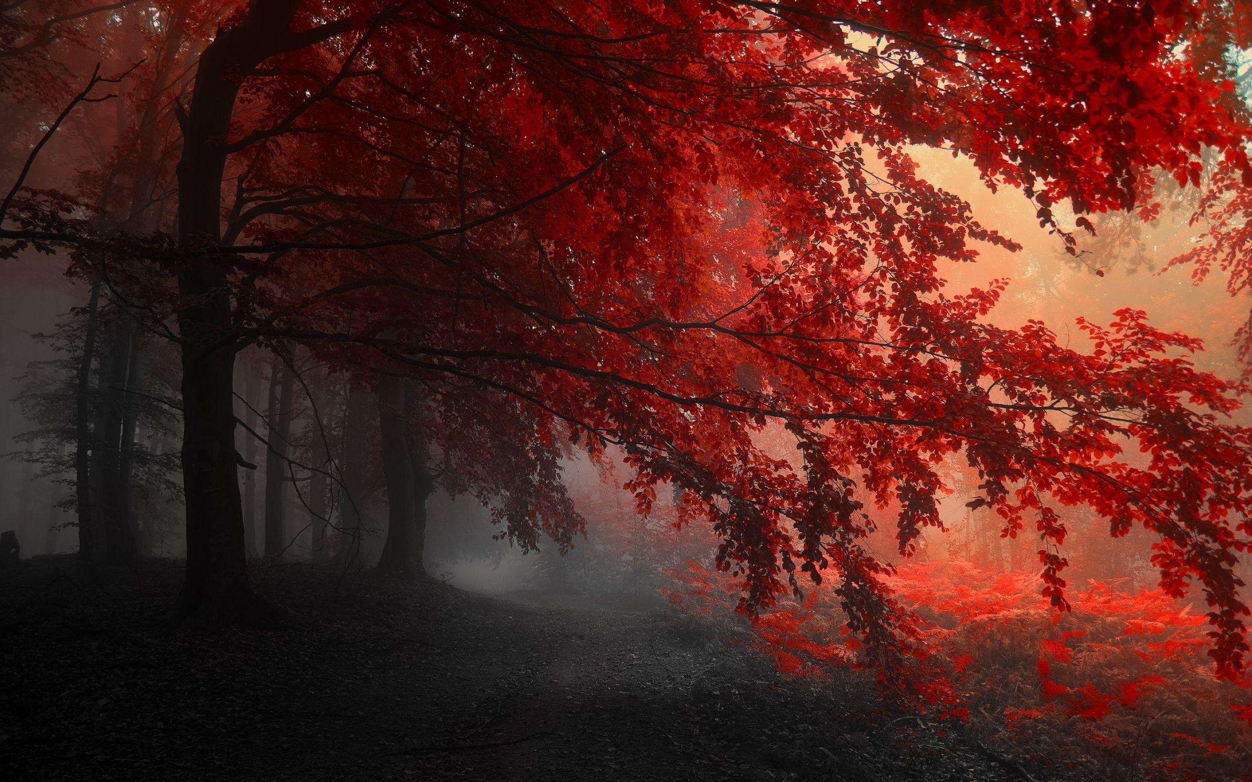 Red Forest Autumn Wallpaper HD Deks Background