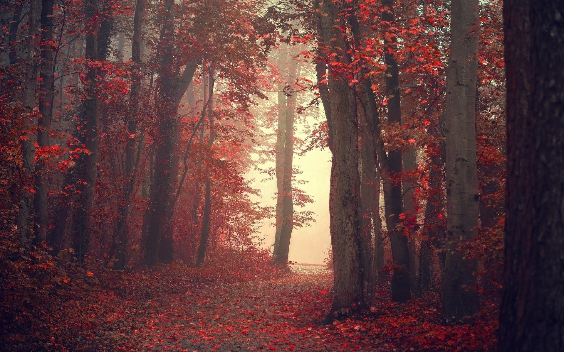 landscape nature fall trees mist path red leaves