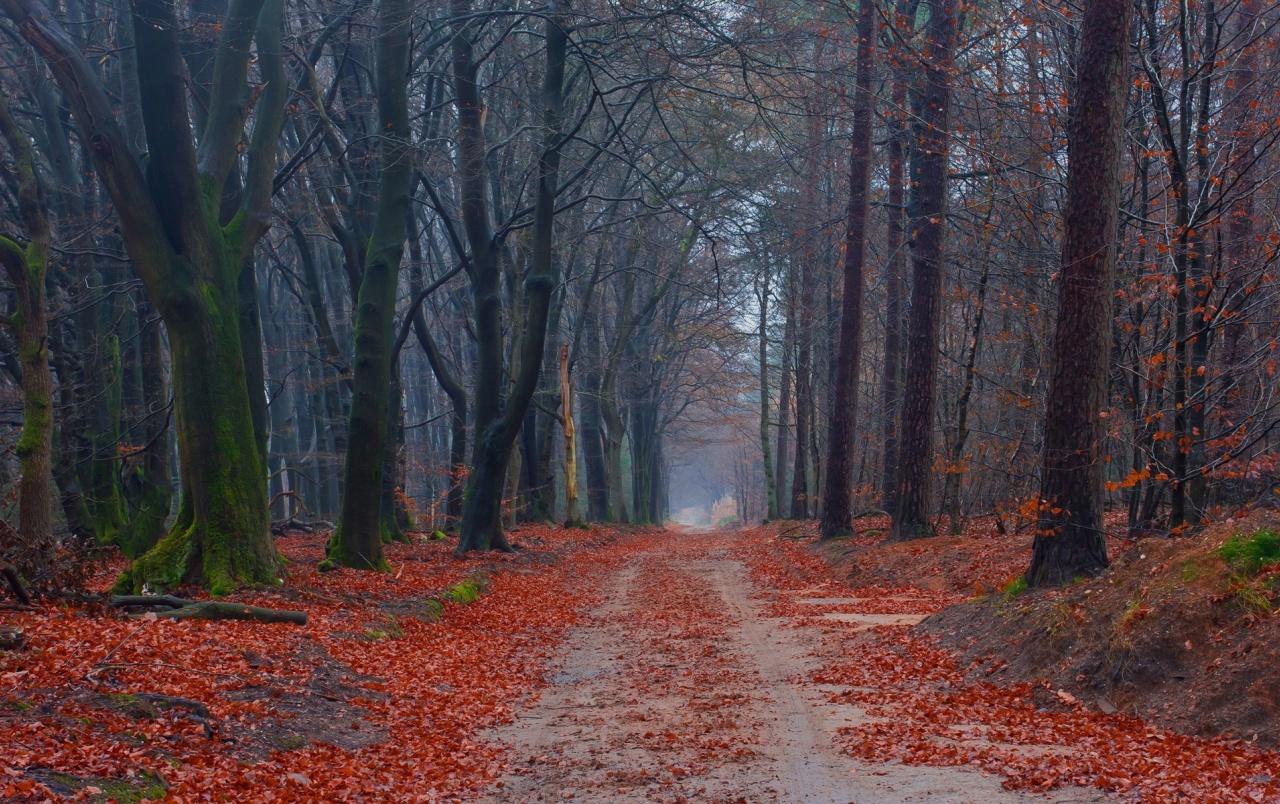Forest Red Leaves & Path wallpaper. Forest Red Leaves
