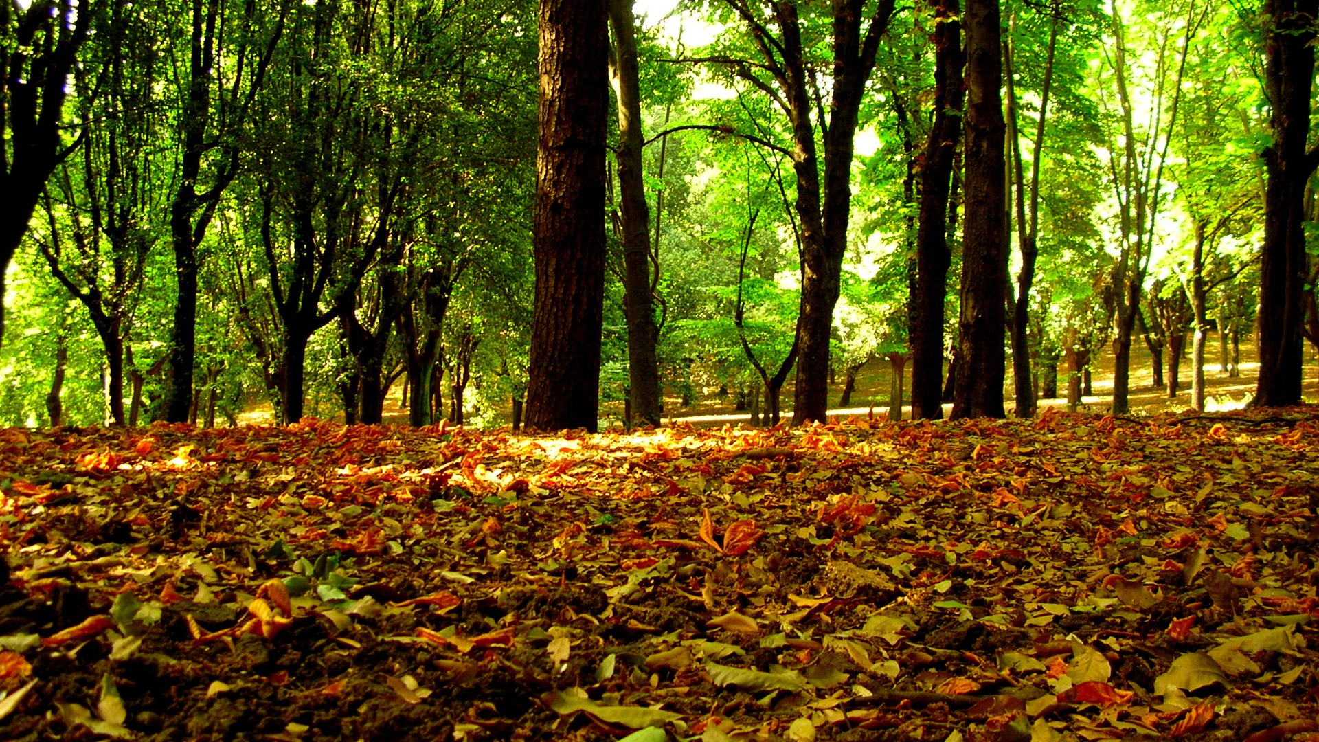 Forest Leaves Wallpaper Autumn Nature Wallpaper in jpg