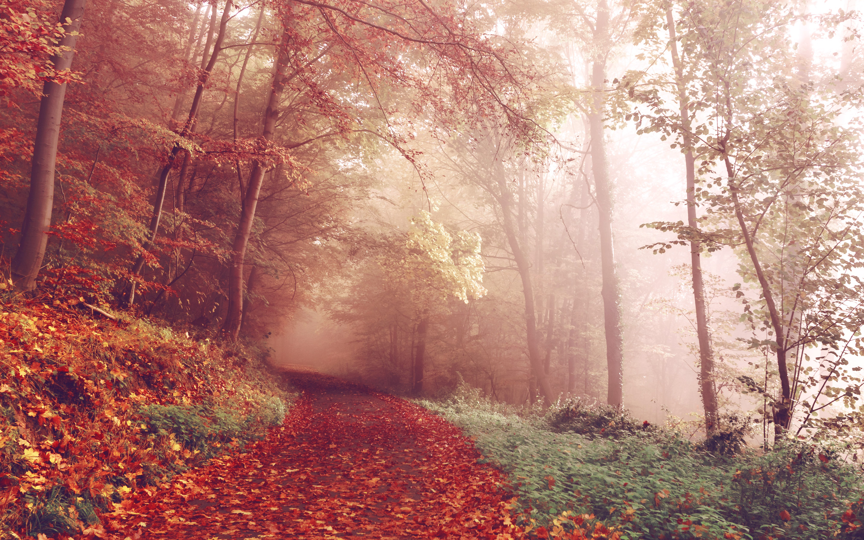 Red Leaves Forest Germany Wallpaper and Free Stock