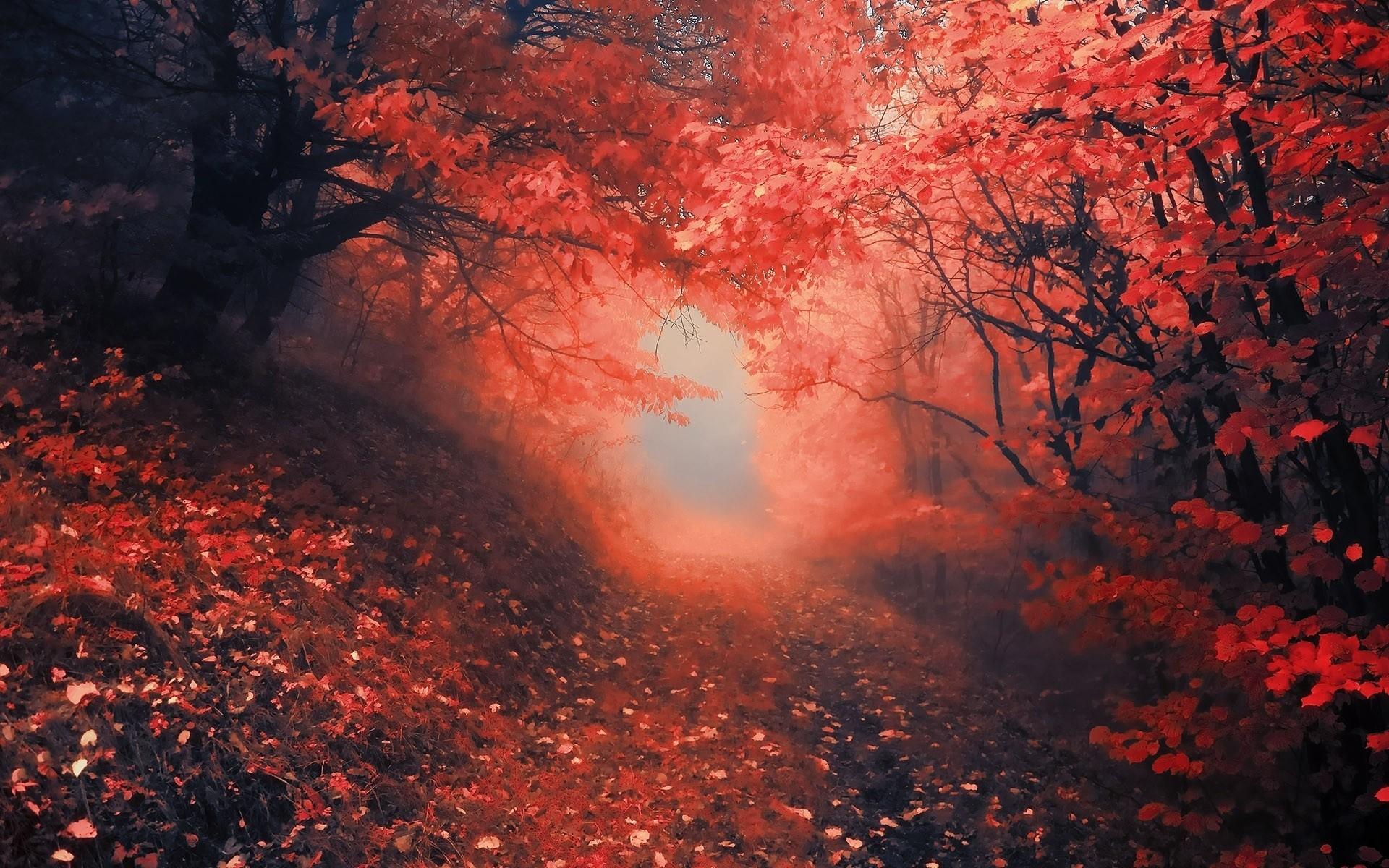 Forest Red Leaves Wallpapers Wallpaper Cave