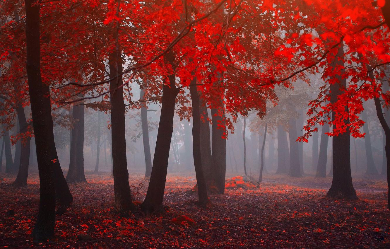Wallpaper forest, leaves, fog, forest, leaves, fog, red
