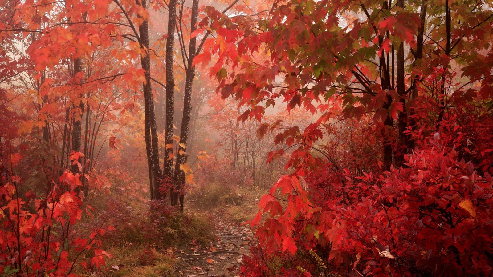 Free download Fall Red Leaves Forest Autumn HD Wallpaper