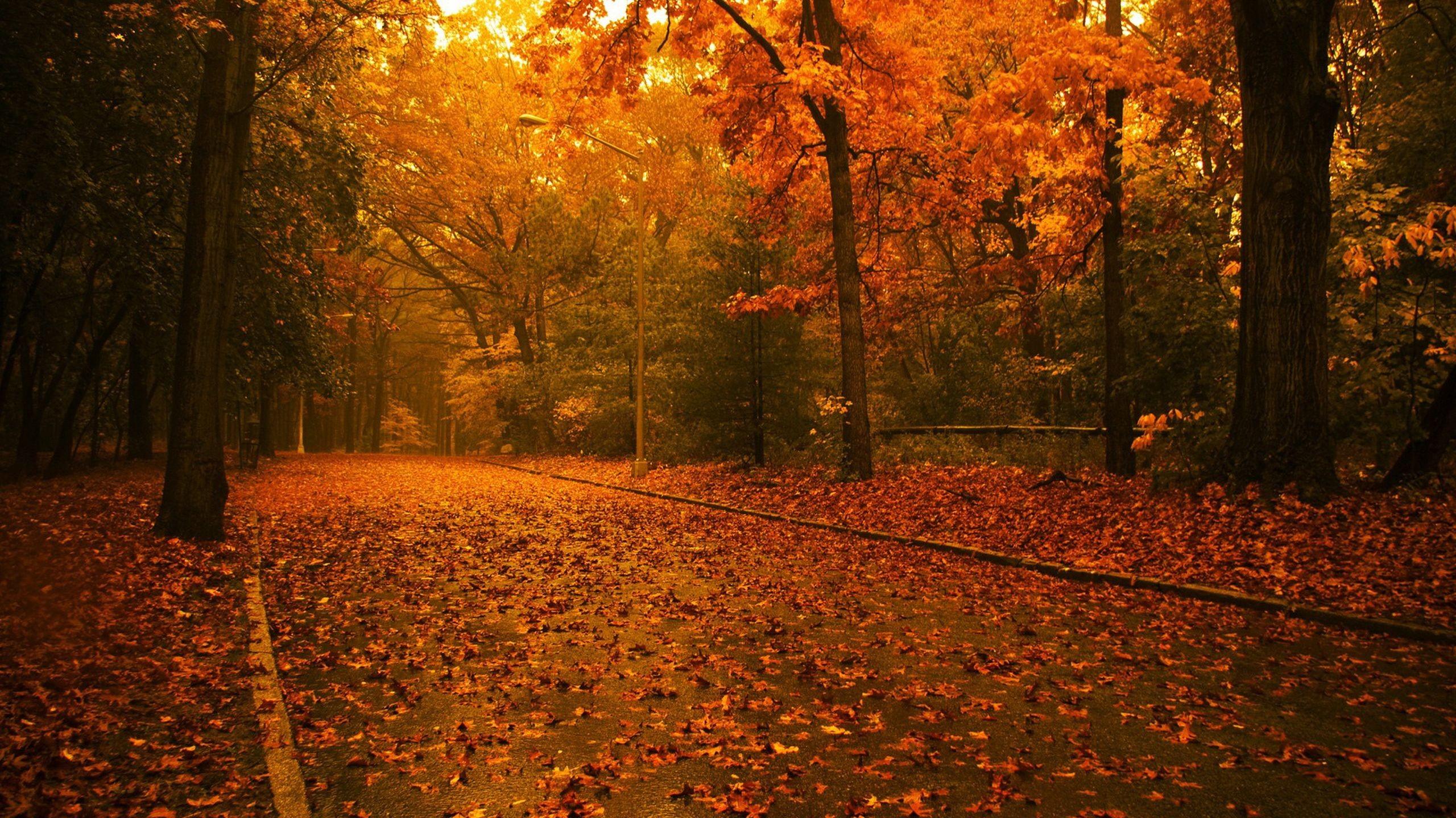 Autumn Forest Leaves wallpaperx1440