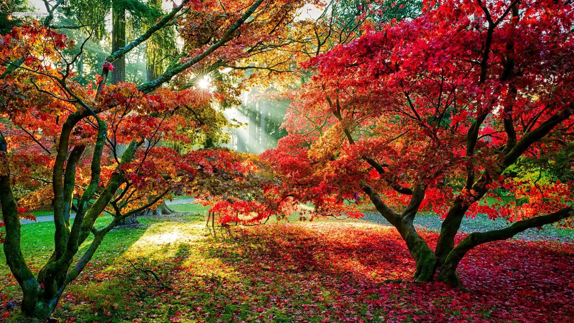 1920x1080 trees forest sun rays fall leaves red