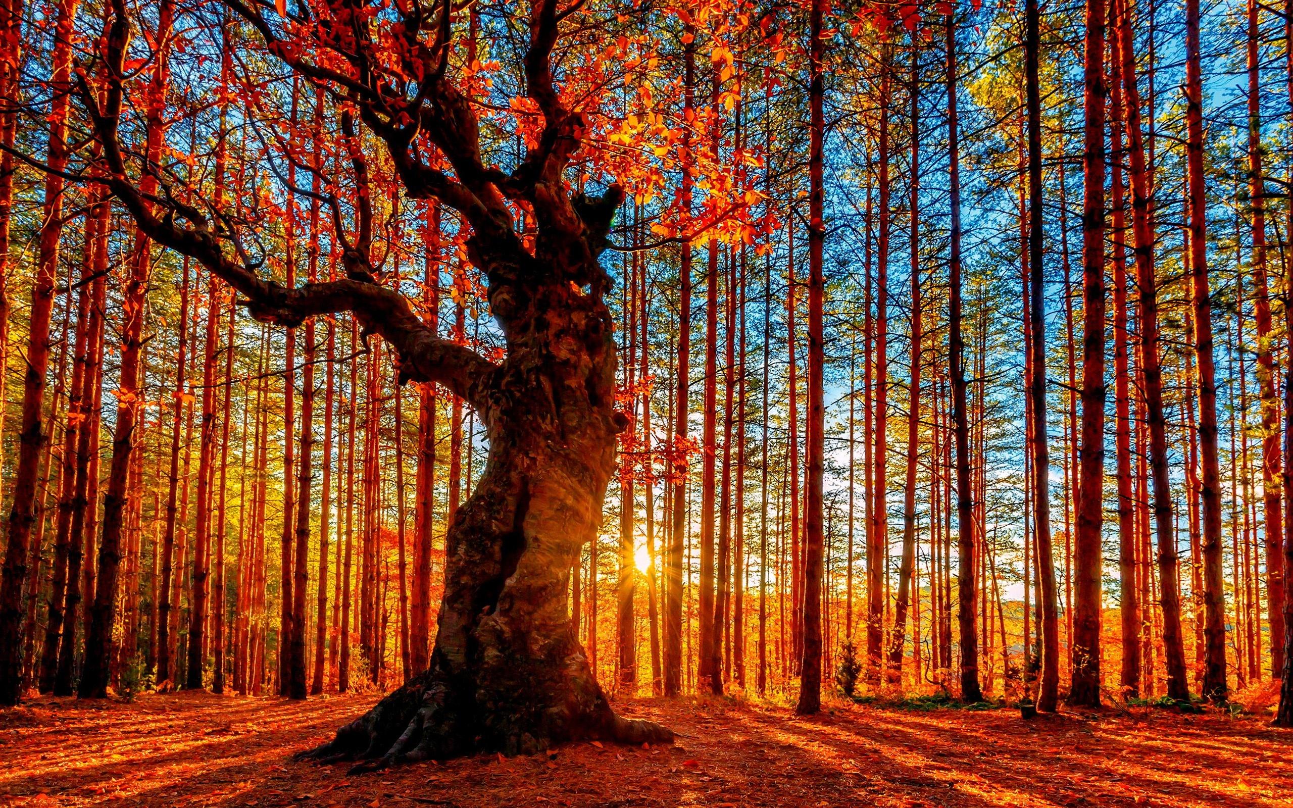 Wallpaper Beautiful autumn sunset forest, trees, red leaves
