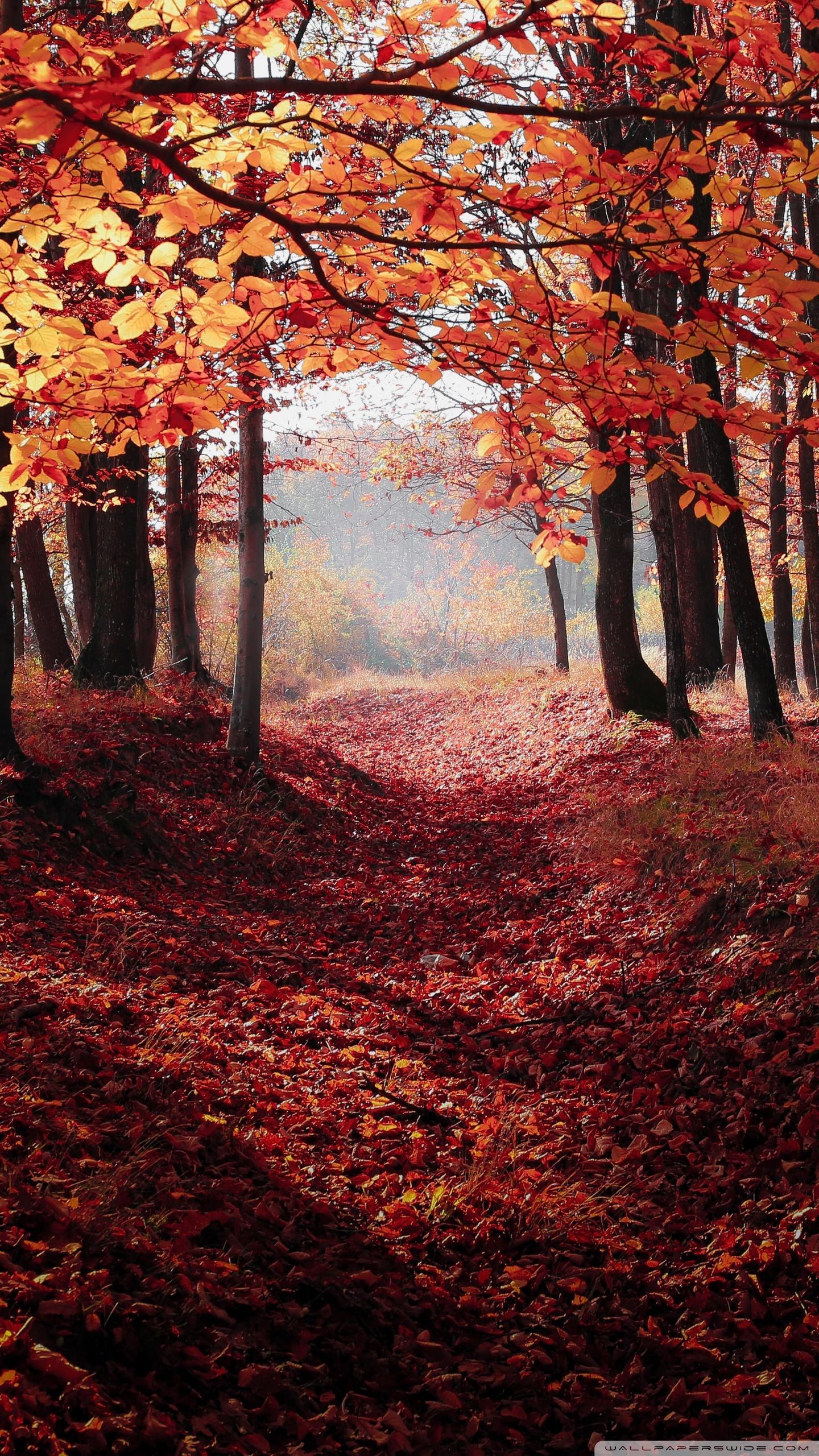 Forest Red Leaves Wallpapers Wallpaper Cave