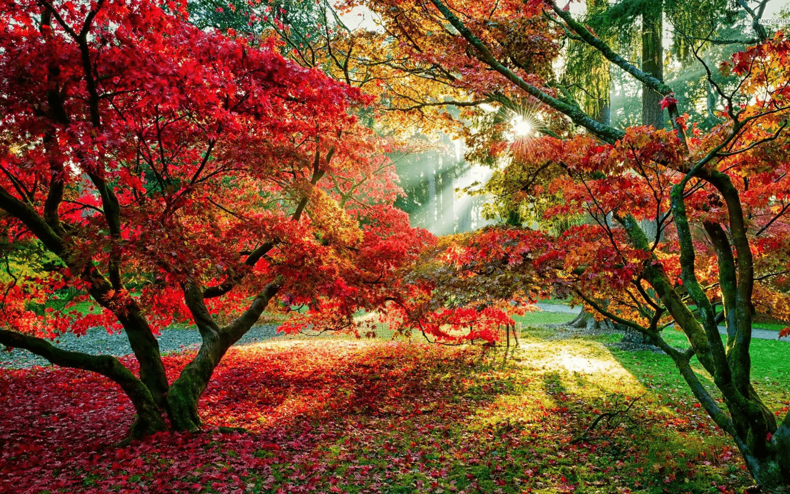 Download 2560x1600 trees, forest, sun rays, fall, leaves