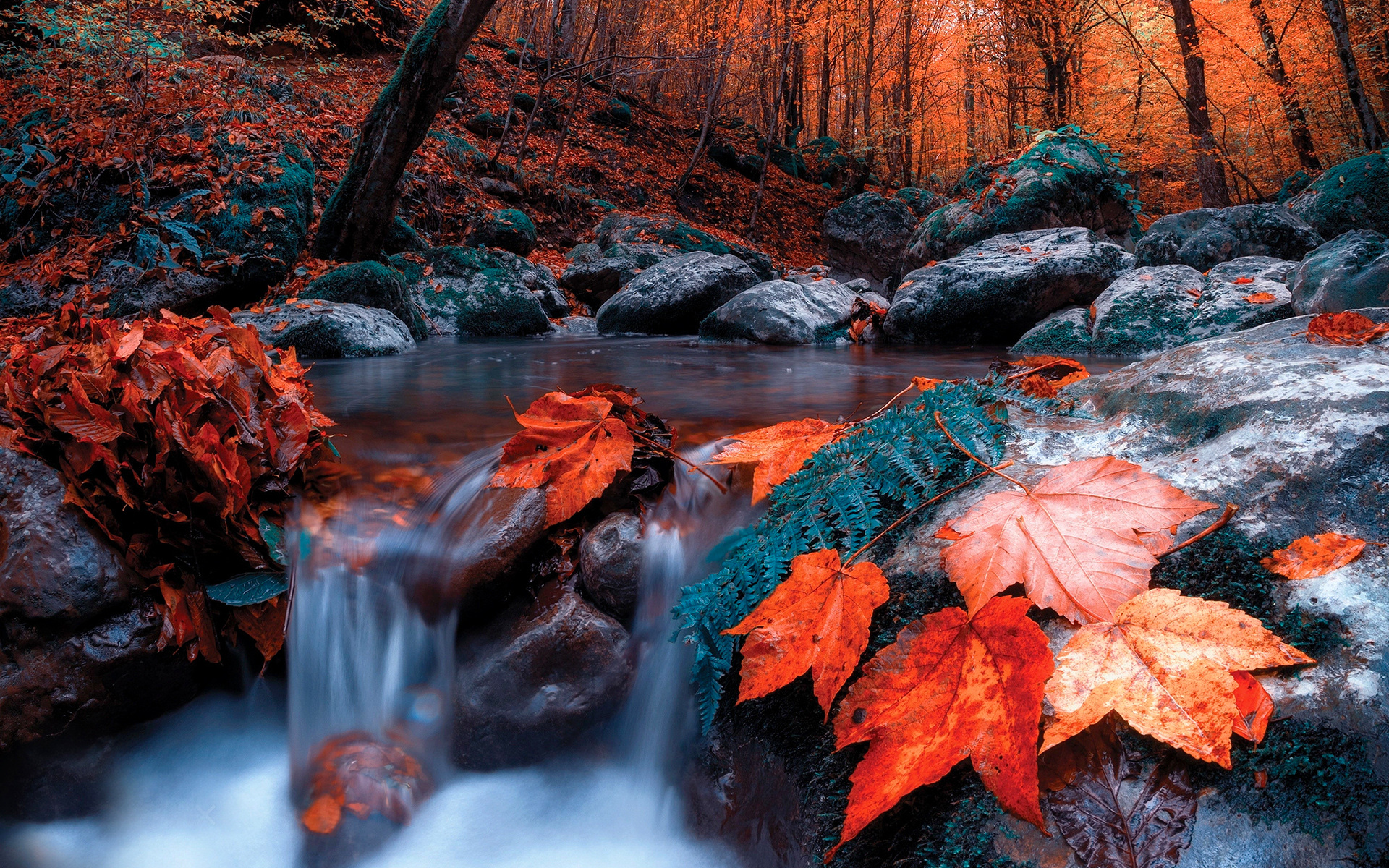 Download wallpaper creek, autumn, forest, red leaves