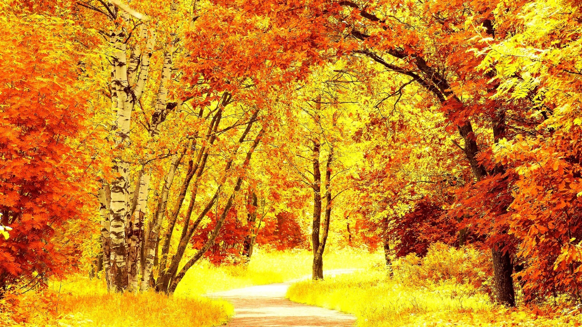 Download 1920x1080 Autumn, Forest, Road, Leaves Wallpaper