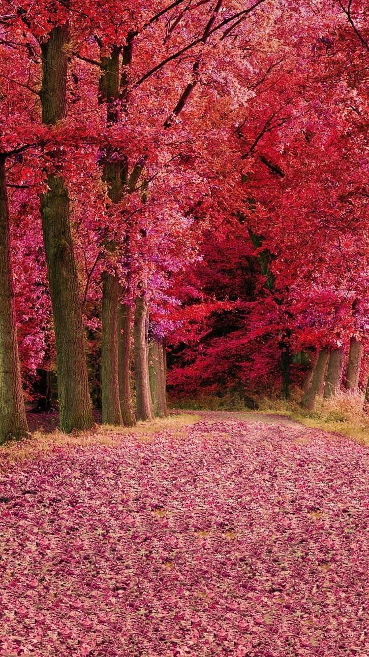 Wallpaper Red leaves forest, trees, autumn, path 2560x1600