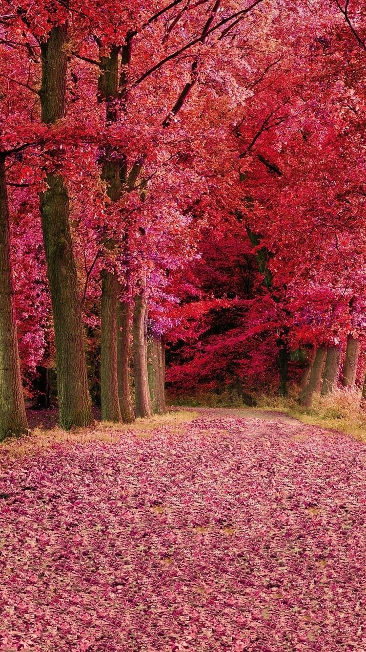 Forest Red Leaves Wallpapers Wallpaper Cave