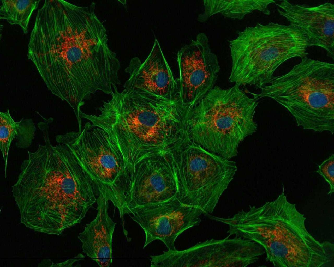 Free download amazing trippy desktop background Set any