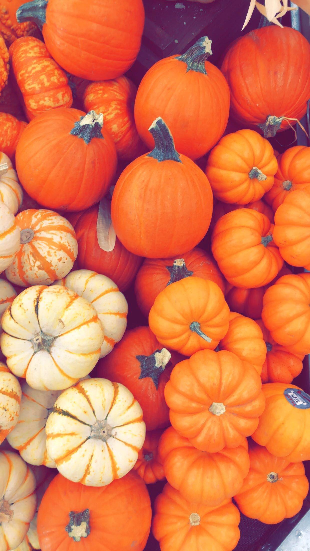 Fall Pumpkin wallpaper. Holidays. Pumpkin