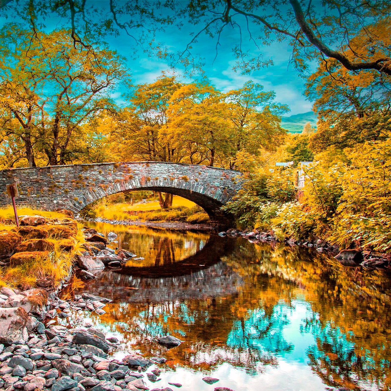 Download wallpaper 1280x1280 river, fall, pond, grass, trees