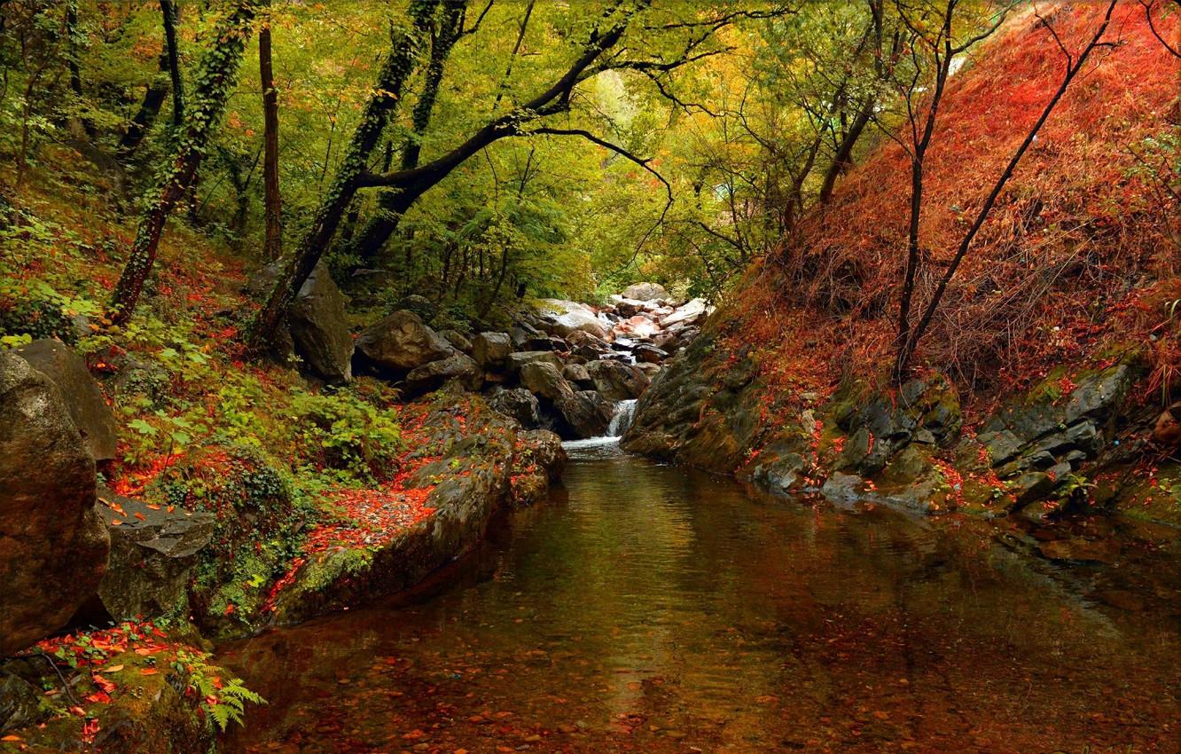 Wallpaper Autumn, Trees, Forest, Fall, River, Autumn, River, Forest, Trees image for desktop, section природа