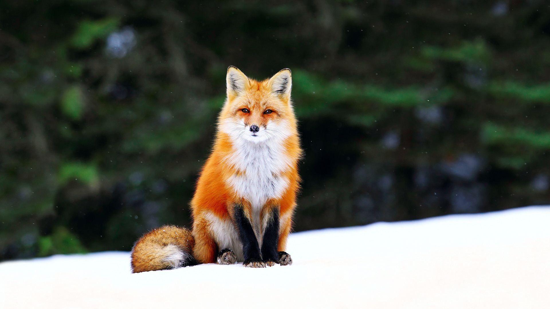 Cute Orange Fox HD Wallpaper 1920x1080. Fox in snow, Animals, Cute animals
